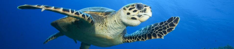 A Green Turtle